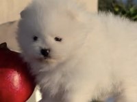 Sağlık Ve Irk Garantili Pomeranian Yavru