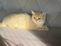 SAFKAN BRİTİSH SHORTHAİR GOLDEN&POİNT YAVRULAR