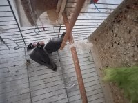 Güzel kuşlar yuvaya giriyorlar