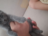 A kalite british shorthair gri