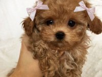 MALTİPOO YAVRULARIM AÇIK VE ESMER RENK ÇEŞİTLERİ