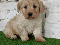 Maltipoo dişi yavrumuz