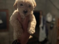 MALTİPOO KÖPEKLER