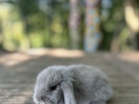 Hollanda lop tavşanı yavruları
