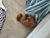 Sahibinden Toy Poodle