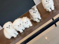 KEDİCİDEN RENK RENK BRITISH SHORTHAIR YAVRULARI ANKARA