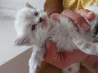 Uyguna verilecek scottish fold