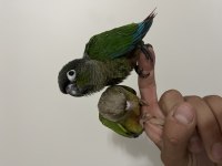 Muhteşem Bebek Konur Papağanları