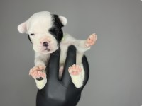 Standart renk dişi ve erkek fransız bulldog yavruları