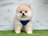 Sevimli Pomeranian Boo Yavrularımız