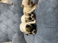 Chihuahua minik yavrularım
