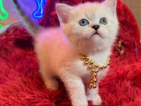 Safkan british shorthair ve scottish fold yavrular