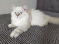 British Longhair ve Scottish Straight Kedilerim