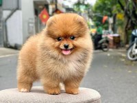 Mersinin en seçkin Pomeranian boo yavruları