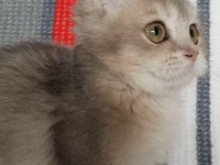 British Shorthair Dişi Yavru
