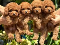 Ankaranın gözde Toy Poodle yavruları