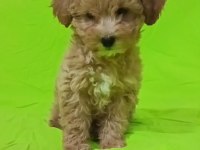 Anne altından uygun orjinal poodle bebekler