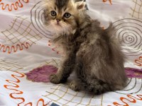 Scottish Fold Ve Scottish Straight Erkekler