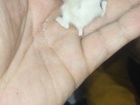 DWARF RENK GÜZELLERİ HAMSTER