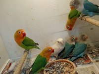 Bebek Sevda (Cennet) Papağanları