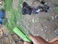 Presa Canario 3 Aylık Yavru