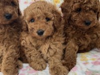 Toy Poodle Yavrularımız İçin Ulaşın