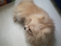 Sahibinden 2 yaşında pomeranian köpeği