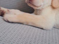 Labrador yavru