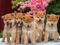 Shiba Bebekler Teslime Hazır