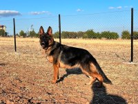 TR DE TEK DULKENBURN KÖPEĞİMİZ