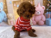 Yavru Toy Poodle