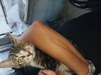 Ücretsiz kedi sahiplendirme