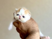 Şampiyon Ödüllü Exotic Shorthair Babanın Snoopy oğlu