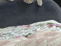 3 Aylık Erkek Scottish Fold