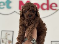 Petmode köpek çiftliğinde ziyarete açık toy poodle