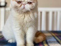 Babası şampiyon exotic shorthair yavrunuza ev arıyoruz