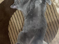 5 aylık yavru erkek british shorthair