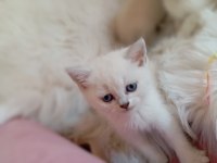 Scottish Fold silver