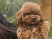 ÖZEL T-CUP DİŞİ POODLE TEDDY FACE / 1,5 KG
