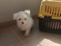 Geldi maltese terrier yavru aldın aldın