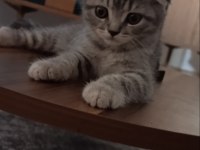 3 Aylık Bebek Kedimize Ücretsiz Yuva