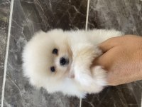 Orjinal Ayı Surat Pomeranian Boo Yavrular