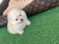 Teacup pomeranian