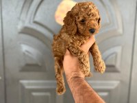 Toy Poodle Yavrular
