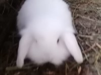 Hazır Lop Tavşanı Bebekler