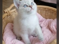Veteriner Kontrollü British Shorthair Bebeklerimiz