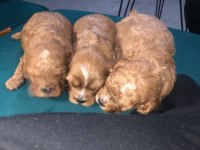 Toy poodle yavru