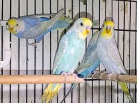 Hazır rainbow muhabbet takımlar