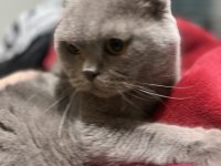İki yaşındaki scottish fold oğlumuza ömürlük yuva arıyoruz