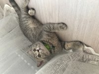 Evcil kedimiz scottish fold